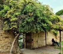 Wisteria sinensis