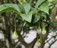 Styrax japonicus - Storaxboom - 1