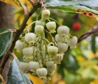 Arbutus unedo - Aardbeiboom - 2