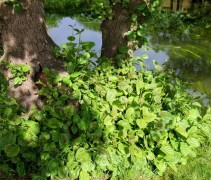 Alnus Glutinosa