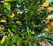 Ilex x Koehneana 'Chestnut Leaf'