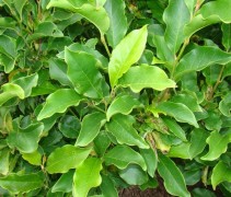Magnolia 'Nigra' bladerendek oogt fris groen