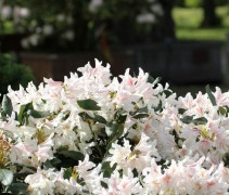 Rhododendron Cunningham White
