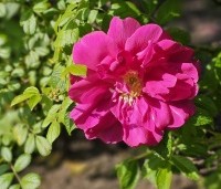 Rosa rugosa - Japanse Bottelroos - 2