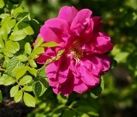 Rosa rugosa - Japanse Bottelroos - 1