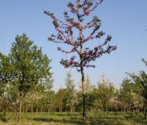 Cercis canadensis