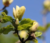 Magnolia Yellow Bird bloesem