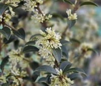 Osmanthus x burkwoodii - Schijnhulst - 6