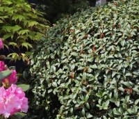 Osmanthus x burkwoodii - Schijnhulst - 4