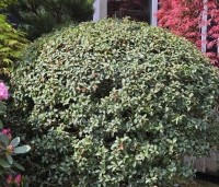 Osmanthus x burkwoodii - Schijnhulst - 5