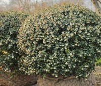 Osmanthus x burkwoodii - Schijnhulst - 9