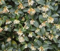 Osmanthus x burkwoodii - Schijnhulst - 8