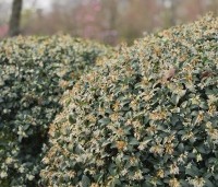 Osmanthus x burkwoodii - Schijnhulst - 7