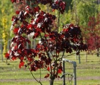 Acer platanoides 'Royal Red' - Roodbladige Noorse Esdoorn - 1