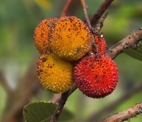 Arbutus unedo - Aardbeiboom - 10