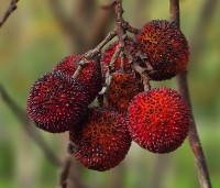 Arbutus unedo - Aardbeiboom - 11