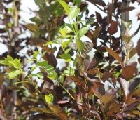 Prunus virginiana 'Shubert' - Sierkers, 'Shubert' - 1
