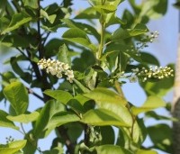 Prunus virginiana 'Shubert' - Sierkers, 'Shubert' - 2