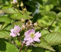 Rubus fruticosus 'Triple Crown' - Doornloze braam 'Triple Crown' - 1