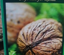 Juglans regia 'Seifersdorfer Runde'