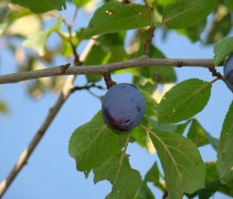 Prunus dom. ‘Hauszwetsche’ vrucht