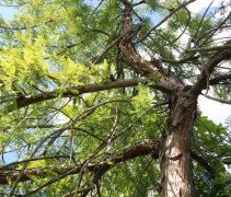 Taxodium distichum Pendulum