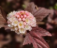 Physocarpus opulifolius 'Lady In Red' - Blaasspiraea 'Lady In Red' - 1
