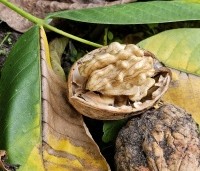 Juglans regia 'Bella Maria' - Walnoot 'Bella Maria' - 8