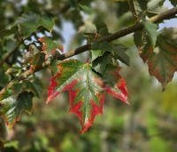Acer rubrum 'Red Sunset' - Rode Esdoorn - 2