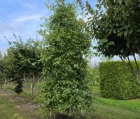 Nyssa sylvatica - Zwarte tulepoboom - 4