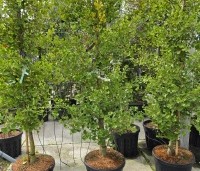 Ginkgo biloba fastigiata 'Blagon' - Japanse Notenboom 'Blagon' - 3