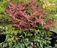 Nandina domestica 'Obsessed' - Hemelse bamboe 'Obsessed' - 1