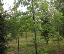 Chionanthus Retusus