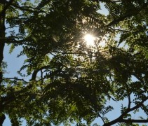 Gleditsia triachanthos 'Inermis' Lichtfiltering