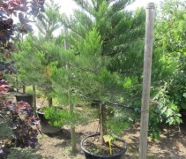 Sequoiadendron gig Greenpeace / Mammoetboom 'Greenpeace'