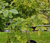 Cladrastis kentuckea - Geelhout - 3