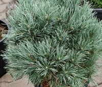 Pinus sylvestris 'Watereri' - Dwerg grove den 'Watereri' - 1