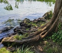 Metasequoia glyptostroboides - Chinese Moerascipres - 4