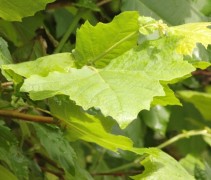 Blad Oosterse plataan, leivorm