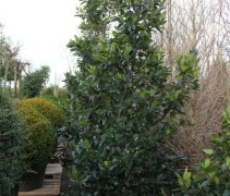 Ilex alta camelliifolia