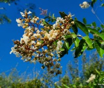 Lagerstroemia indica 'Natchez'