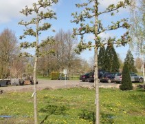 Malus leivorm hoogstam 5 etages