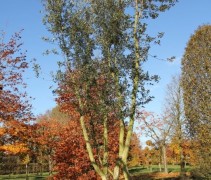 Quercus Suber