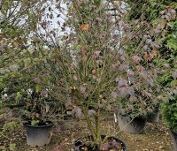 Viburnum plicatum 'Popcorn' - Japanse Sneeuwbal 'Popcorn' - 9