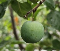 Prunus dom. 'Reine Claude Verte' - Prunus dom. 'Reine Claude Verte' - onrijpe pruim in juli