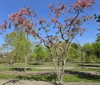 Malus 'Rudolph' - Sierappel - 2