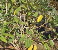 Magnolia sargentiana - Magnolia Sargentiana - 1