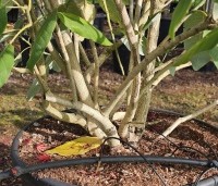 Magnolia sargentiana - Magnolia Sargentiana - 3