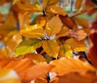 Fagus sylvatica 'Atropunicea' - Rode beuk - 4