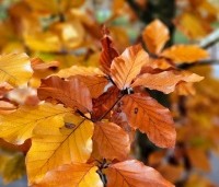 Fagus sylvatica 'Atropunicea' - Rode beuk - 1
